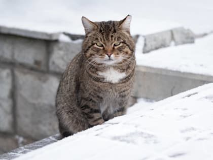 Смертельную болезнь обнаружили в селе Волгоградской области