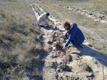 В природном парке Усть-Медведицкий высадили 1500 деревьев