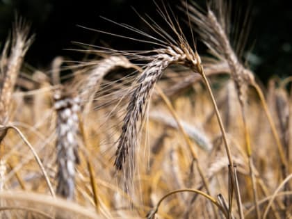 Волгоградские аграрии на 72% нарастили экспорт продукции АПК