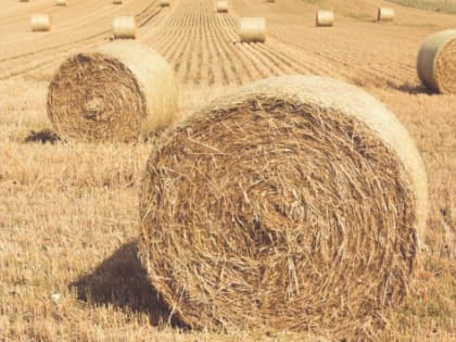 Волгоградская область получит более 3,4 млрд рублей на развитие сельского хозяйства