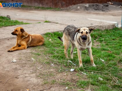 Не привитое от бешенства: что делать, если тебя укусила бездомная собака