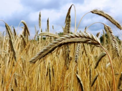 В Волгоградской области объемы производства аграрной продукции хотят увеличить в два раза