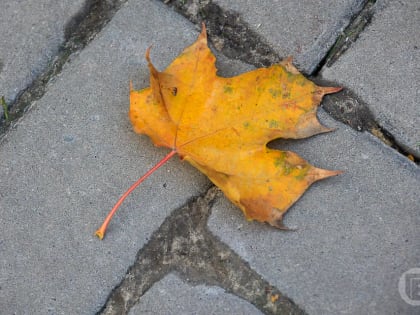 Сильный ветер и дождь прогнозируют синоптики волгоградцам 29 октября