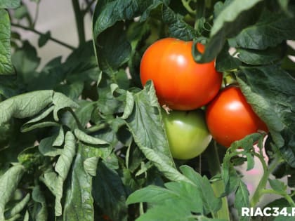 Около 11 тонн тепличных овощей произвели в Волгоградской области с начала года