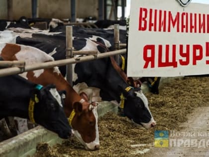 Волжанам напомнили о профилактике ящура