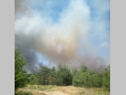 У кладбища в Волгограде вспыхнула сухая растительность