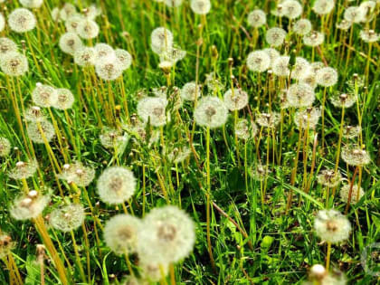 Волгоградцам прогнозируют аномальную жару в последние дни мая