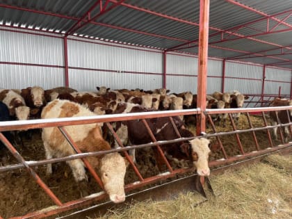 Посетили животноводческую ферму