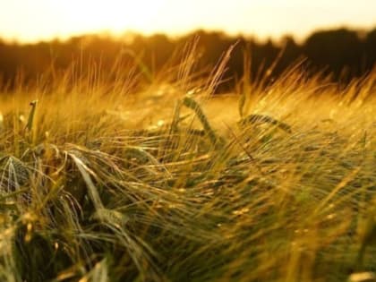 В 2025 году в Камышинском районе создадут селекционно-семеноводческий центр