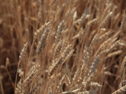 Волгоградский АПК наращивает потенциал экспорта