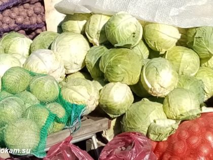 Развитие агробизнеса в Камышине