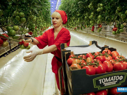 Волгоградская область на фоне мирового кризиса продовольствия наращивает производство тепличных овощей