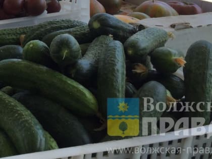 Обоснованность ценника на «золотые» огурцы в Волгоградской области проверяет оперштаб