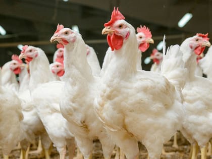 Профилактика гриппа птиц