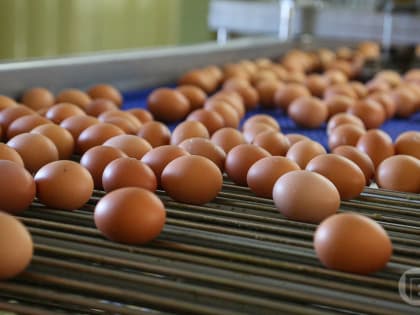 Волгоградцев осчастливили куриными яйцами по 86 рублей