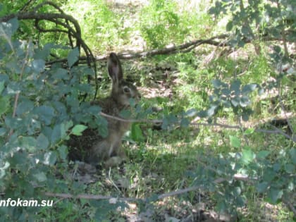 В Камышине молодые зайцы выходят «знакомиться» с людьми