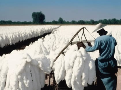 В Волгоградской области выращен фантастический урожай хлопка
