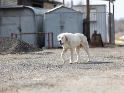 В Волгоградской области усилена профилактика бешенства животных