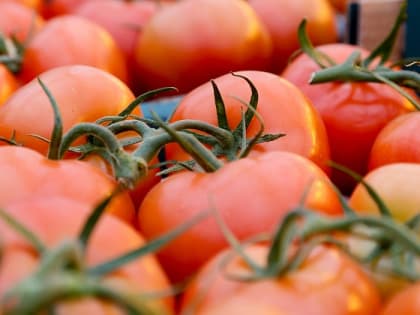 В Волгоградской области вырастили 11 тысяч тонн тепличных овощей