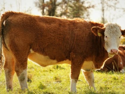 В Волгоградской области фермеры получат гранты на развитие хозяйств