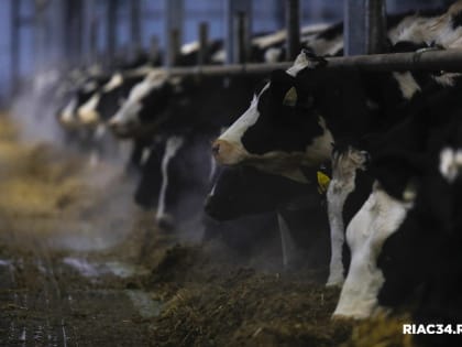 В Волгоградской области получено 587,9 тыс. тонн молока за год