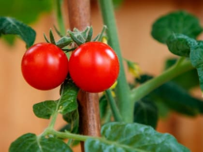 В Волгоградской области произвели 11 тыс. тонн овощей закрытого грунта