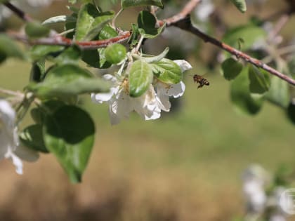 Врач Миргородский рассказал об особенностях аллергии 2024 года