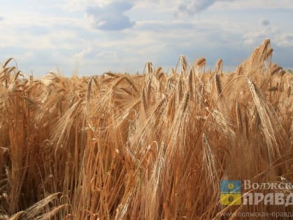 Конференция РБК: как получить помощь и какая поддержка доступна предприятиям сельскохозяйственной отрасли?