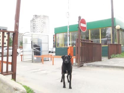 В Волгограде все больше людей подвергаются укусам животных