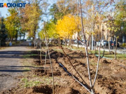 История любви в старейшем сквере Волжского