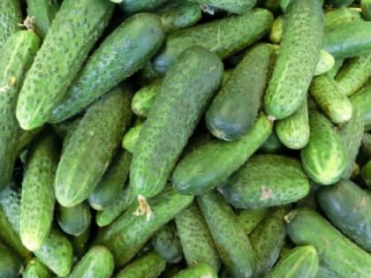В Волгоградской области огурцы подорожали на 28,5%