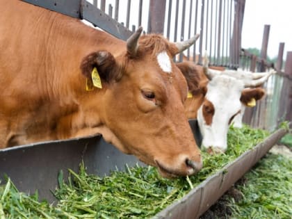 В Волгоградской области развивается молочное животноводство