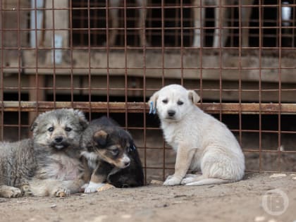 Волгоградская облдума предложила штрафовать безответственных собачников