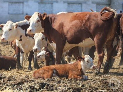 В Волгоградской области стало больше молока