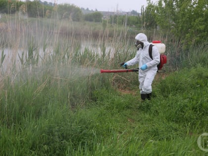 Почти 900 волгоградцев покусали опасные животные