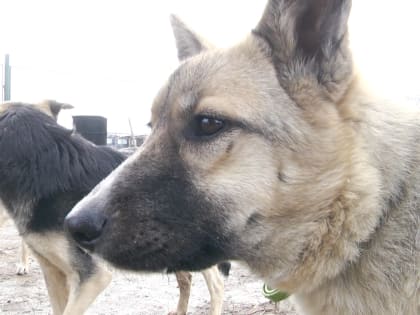 Волгоградцам напомнили, чем можно заразиться от собаки