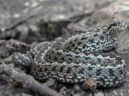 Двое детей и трое взрослых пострадали от укусов змей в Волгоградской области