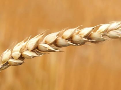 В Волгоградской области аграриям компенсируют потери из-за заморозков