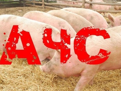 Меры по профилактике африканской чумы свиней