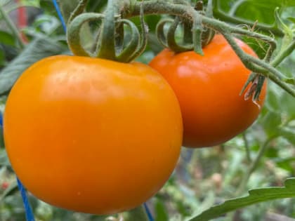 Совка сгрызла перцы, фитофтора «сожгла» помидоры, паутинный клещ доел огурцы?..