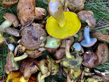 Роспотребнадзор предупредил о вреде и пользе грибов