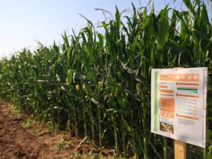 Волгоградские аграрии обменялись опытом выращивания кукурузы и подсолнечника