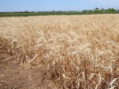 Льготное кредитование стало доступнее для аграриев Волгоградской области