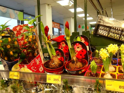 В магазины Камышина завезли живые цветы для новогодних подарков