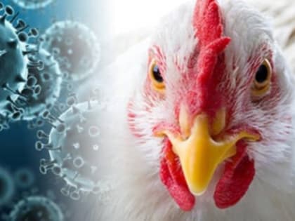 Осторожно! Птичий грипп!