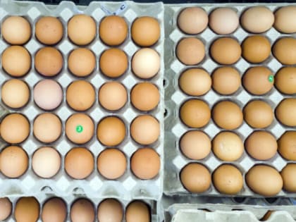 Патрушев: куры уже дешевеют, яйца – начнут после Нового года