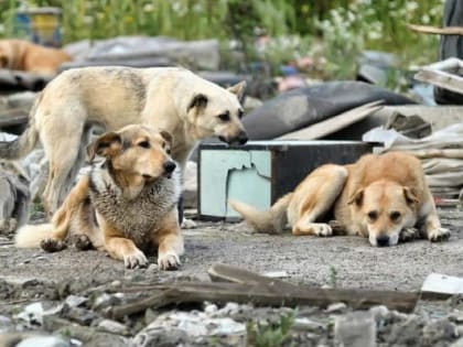 В Волгоградской области растёт количество покусанных жителей