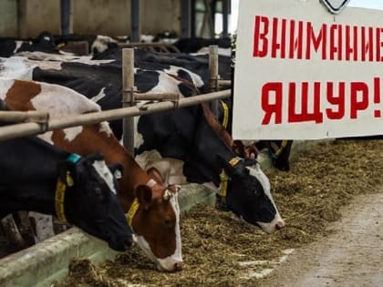 Меры по профилактике ящура