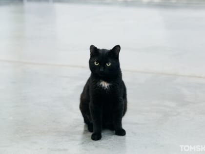 Протяни руку лапам: томичи могут сдать офисную бумагу и помочь бездомным животным