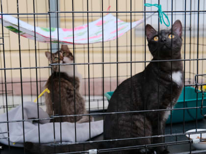 "И снова осень": благотворительная ярмарка-раздача животных пройдет в Томске